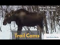 2023 Wildlife Trail Cam