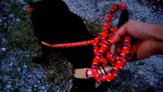 甲斐犬サンゴ、歩行補助ハーネス【LaLaWalkSTEP】でリハビリ散歩