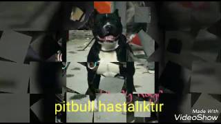 Pitbull Türkiye Avlatları