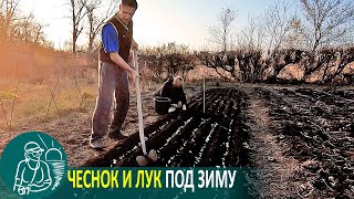 🧄 Посадка озимого чеснока и лука под зиму 🌿 Выращивание по технологии Гордеевых