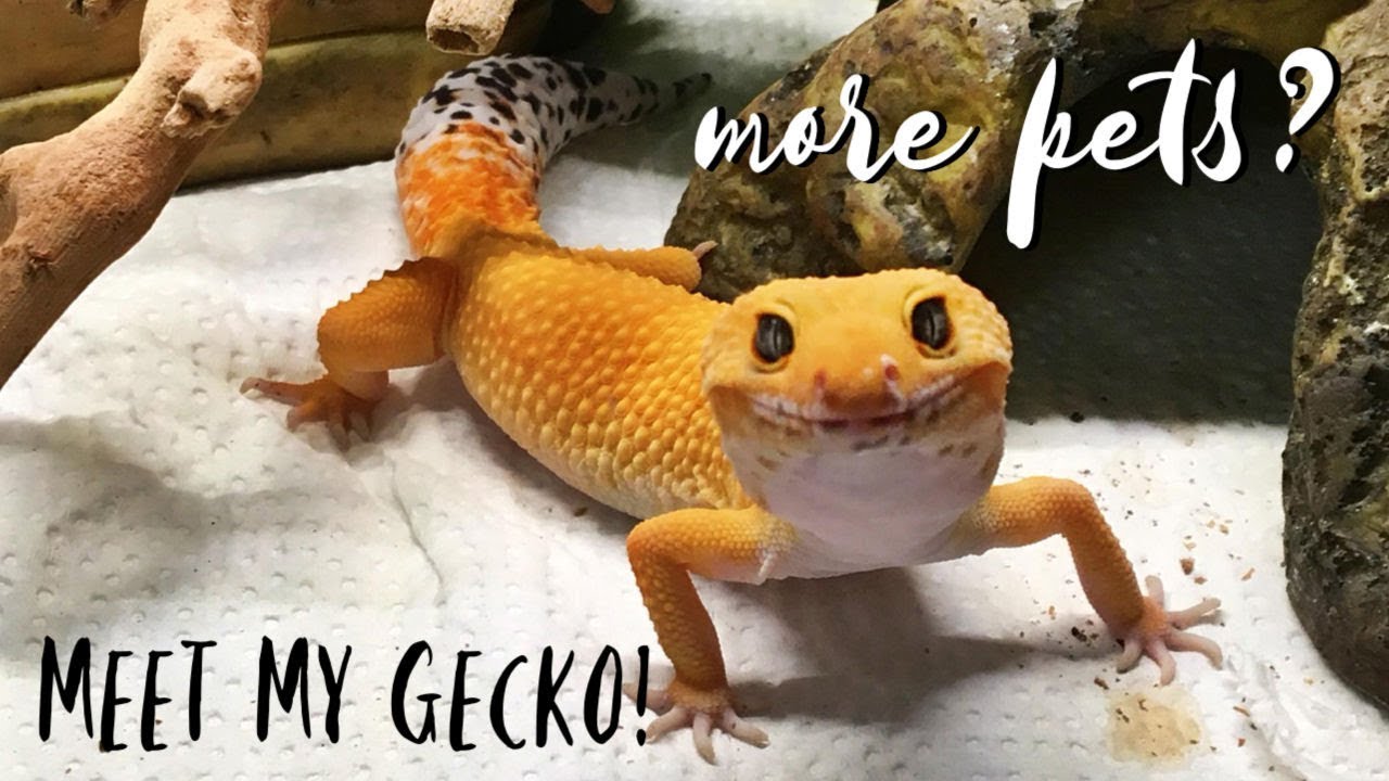 Meet My Leopard Gecko Youtube