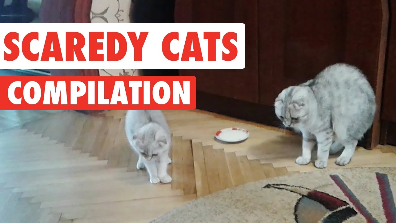 Funny Scaredy-cats giving themselves a fright compilation. #funny