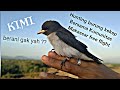 Burung Kekep Babi Melatih Burung Kekep Babi Jinak Mp3 - Mp4 Download