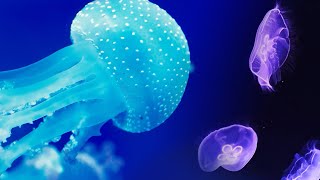 Strangely addictive jellyfish videos (dreams, dreams, falling asleep, dull videos)