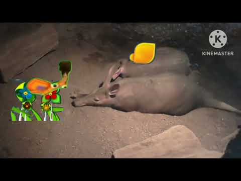 فاصل براعم دعاية خنزير الأرض في رمضان مع نام القمر 2011 2012 