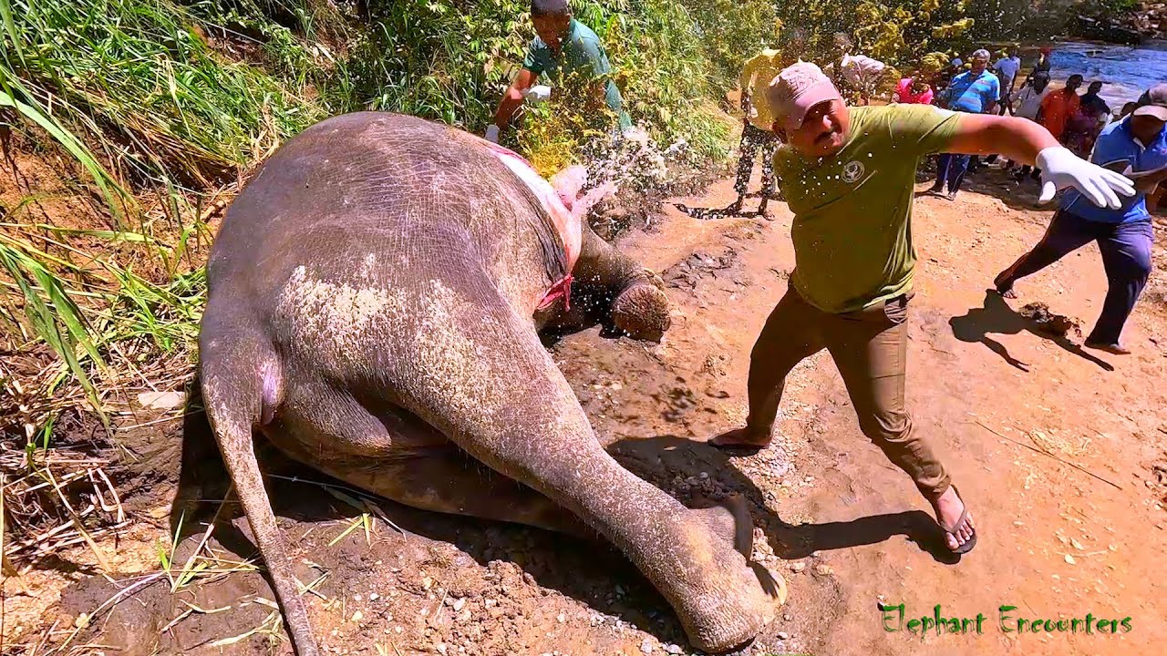 The sudden explosion of the elephant, with sensational scenes.