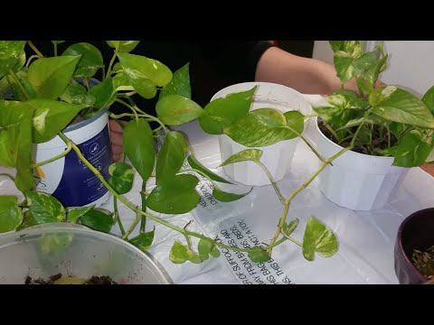 Video: Trasplante De Plantas De Interior (28 Fotos): ¿cuándo Es Mejor Trasplantar Azalea Y Anthurium En Macetas? Cuidados En El Hogar