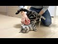 Brushing American shorthair cat の動画、YouTube動画。