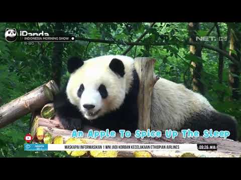 Video: Taman Panda Raksasa China Sangat Besar