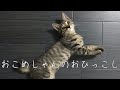 おこめしゃんの、おひっこし