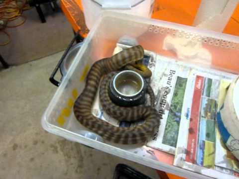 trademark meaning Woma