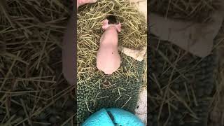 IMG 6453