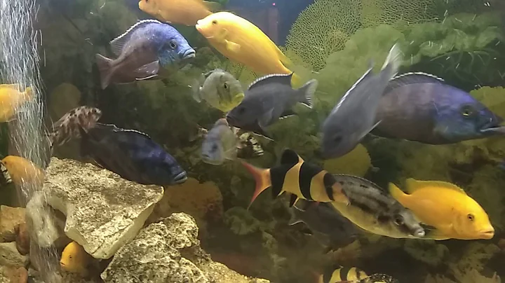 AFRICAN CICHLIDS  - UPDATE 27.11. 2017