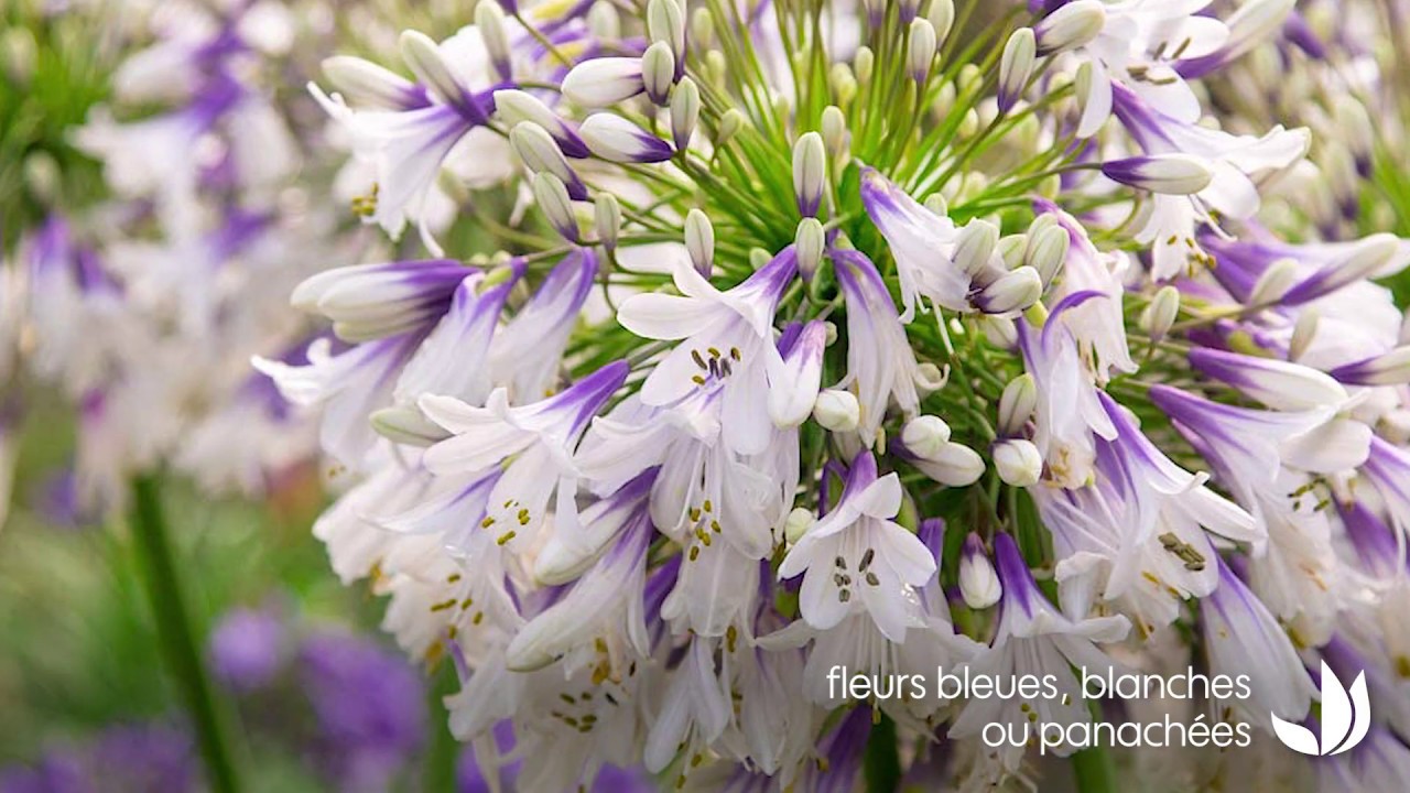 L' agapanthe : plante à bulbe vivace et fleurie - Truffaut