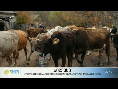 ცხოველის ჯილეხით გარდაცვალების შემთხვევაში მეპატრონე ფულად კომპენსაციას მიიღებს