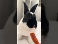 @rabbitdailyeats:  🐰🥰#shorts #youtubeshorts #viral #rabbit #funnyanimal #fyp #pets #trending