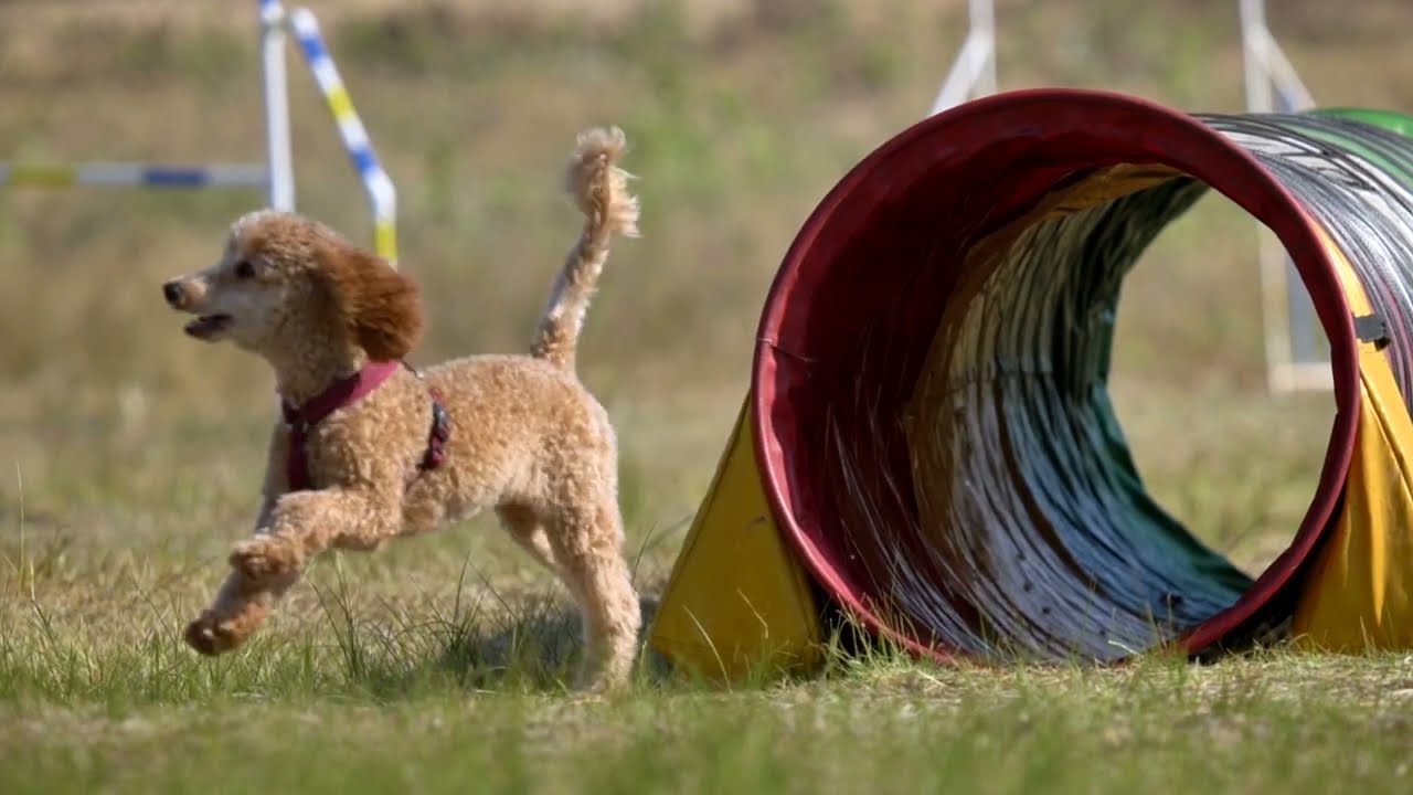 Лагерь eMotionDog на море. Аджилити / Agility. Спорт с собакой.