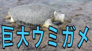 【巨大ウミガメ】リーフ立ち込み釣りでウミガメと遭遇【沖縄】