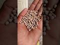 ત વ રન હર જ 12 9 2025 ત વ ર Botad Kisan Khedut Farmer Agro Agriculture Viral 