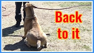 Tug training with Boerboels! - Part 2 by Large Dog Xperience 303 views 1 year ago 3 minutes, 7 seconds