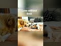 spreading love #cat #funnycats #pets #kitten #funny #oldies #coversong #singer #vintage #song