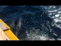 Navegando com os Golfinhos em Fernando de Noronha