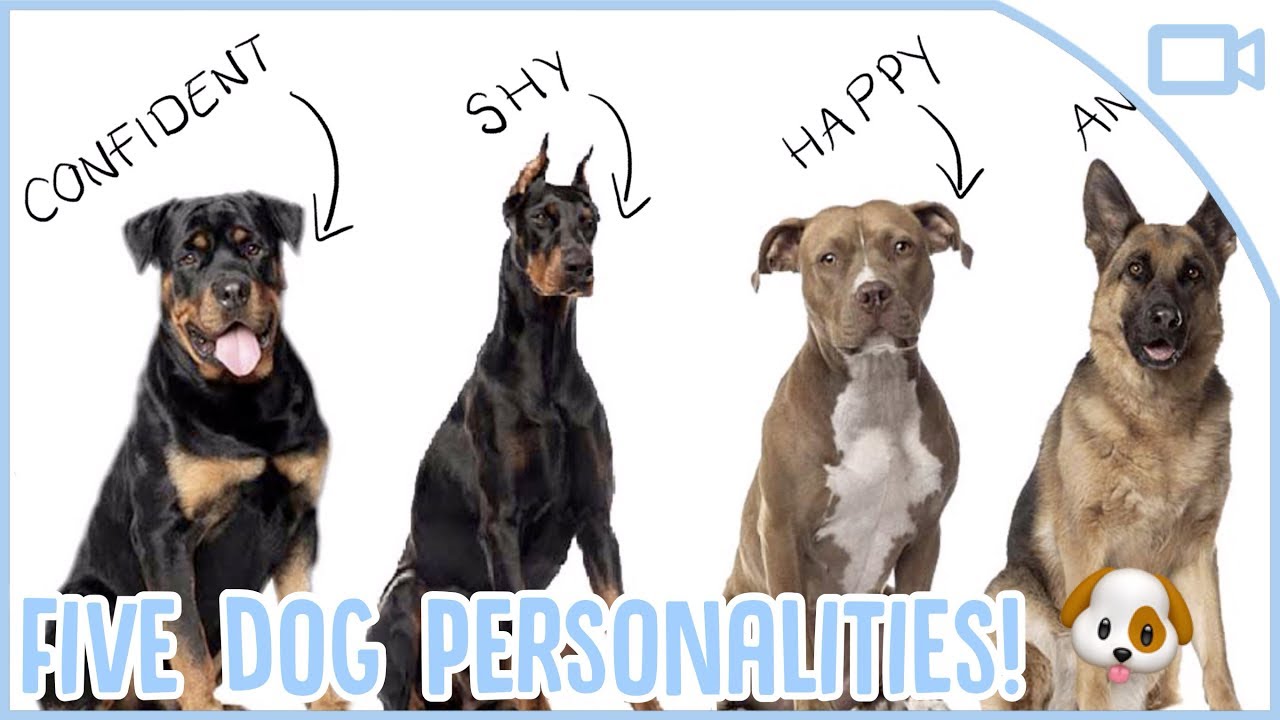 does your dog reflect your personality