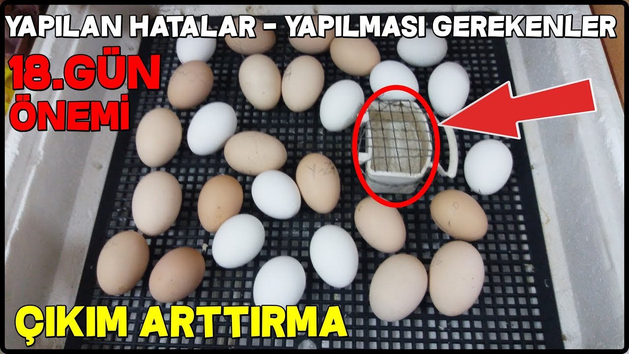 KULUÇKA MAKİNESİ 18.GÜN NELER YAPILIR  ?
