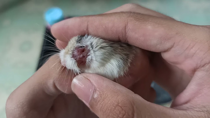 Bị chuột hamster cắn chảy máu sơ cứu thế nào năm 2024