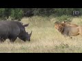 갑작스러운 코뿔소의 등장에 화들짝 놀라는 백수의 왕 사자