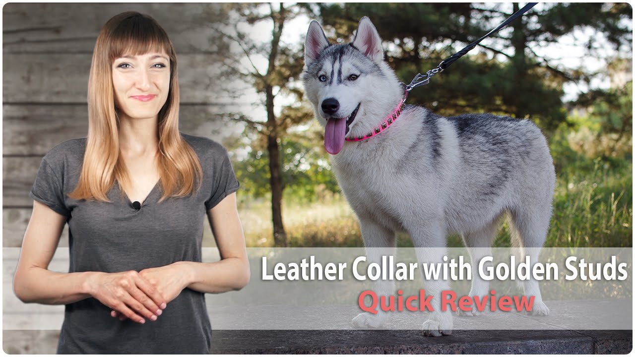 Designer Leather Dog Collar with Golden Studs - Quick Review