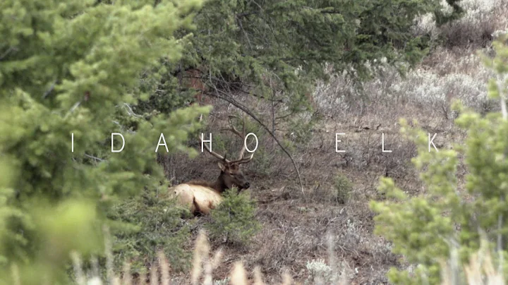 Idaho Muzzleloader Elk Hunt Episode 1 - The Shot