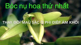 Sự thay đổi màu của phi điệp ám khói