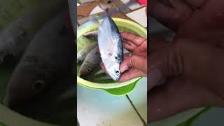 Fresh Fish + Water #asmr #satisfying #homecooking