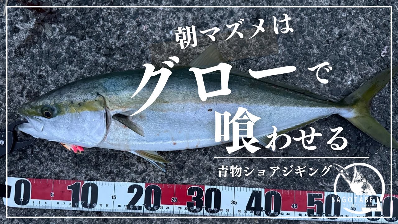 【ショアジギング】イワシびっしりの朝まずめ