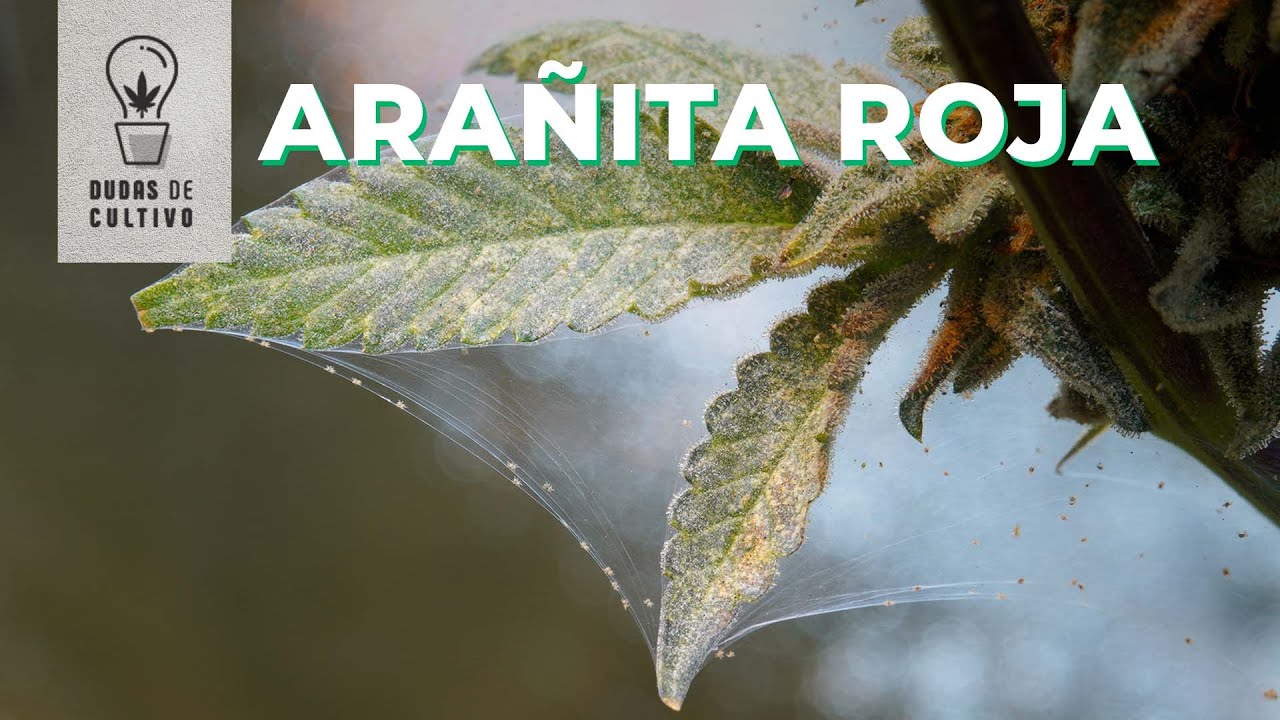 CÓMO TRATAR LA ARAÑITA ROJA