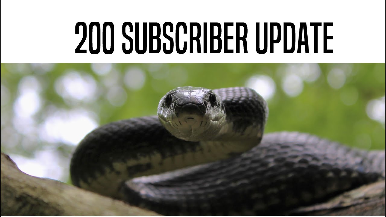 experience regina 200 Subscriber Update! - Open Q&A and Other Announcements