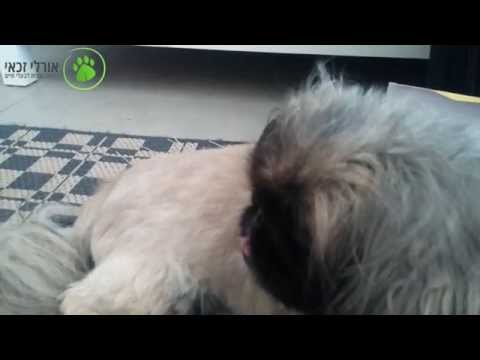 וִידֵאוֹ: כיצד לטפל בכלב קרסט סיני