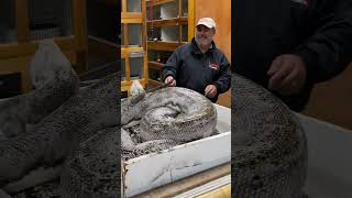 I do not like getting bit, especially by a 20 Foot Snake😳