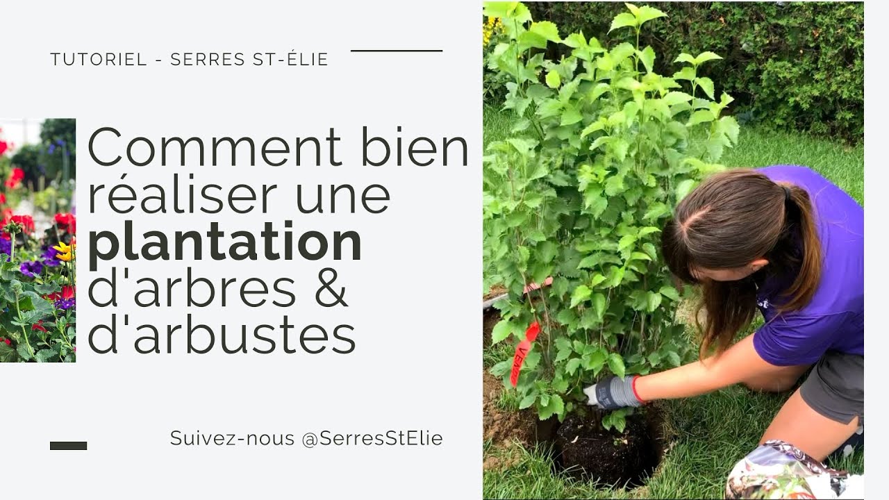 Comment bien réaliser une plantation d'arbres & d'arbustes - YouTube