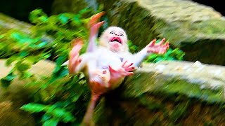 Sadness Baby Monkey Leo Pity Leo Mom Push Out Milk And Leave Him Alone Until Fall Down From High