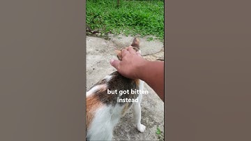 Got Bitten when i Petted a Stray Cat 😬 #shorts