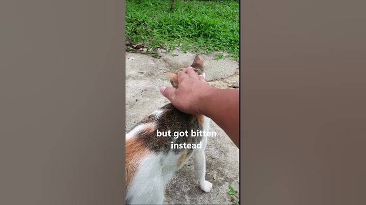 Got Bitten when i Petted a Stray Cat 😬 #shorts