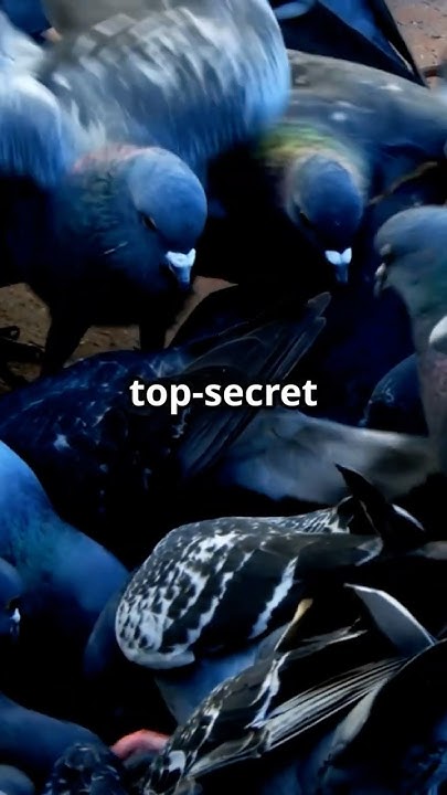 The Secret Spy Pigeons of the Cold War! #espionage #spystories #history ...