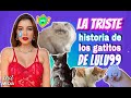 GATITO DE LULU99 FALLECIÓ EL DÍA DE SU CUMPLE 😢  TE CONTAMOS LA TRISTE HISTORIA DE SUS MASCOTAS