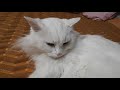 Белая кошка турецкая ангора мурлыкает