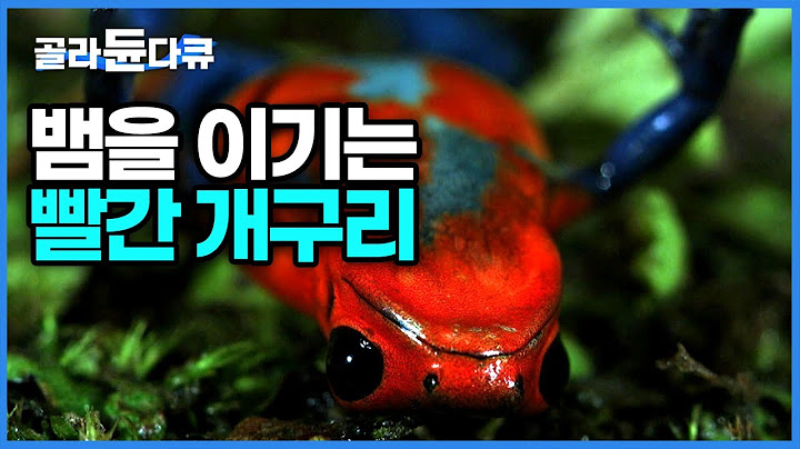 빨간 개구리를 추격하다 한 입에 물었는데 갑자기 고통스러워하며 개구리 뱉어낸 뱀! 뱀을 이기는 딸기 독화살 개구리│#다큐프라임│#골라듄다큐