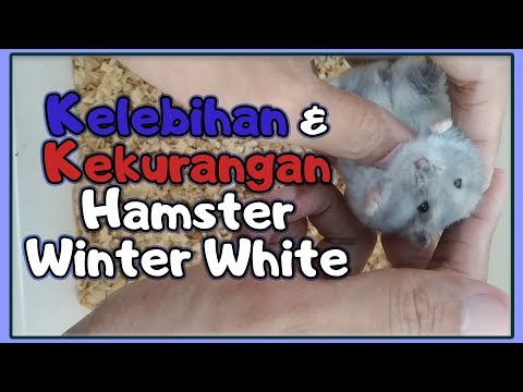 Video: Jenis Hamster Kerdil Itu Jenis Apa?