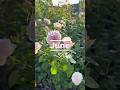 Hello June | Olivia & Princess Charlene #rose#davidaustinroses#garden#rosegarden#roses