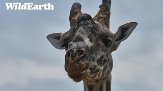 SafariLIVE Sunrise - Repeat - 09 April 2024